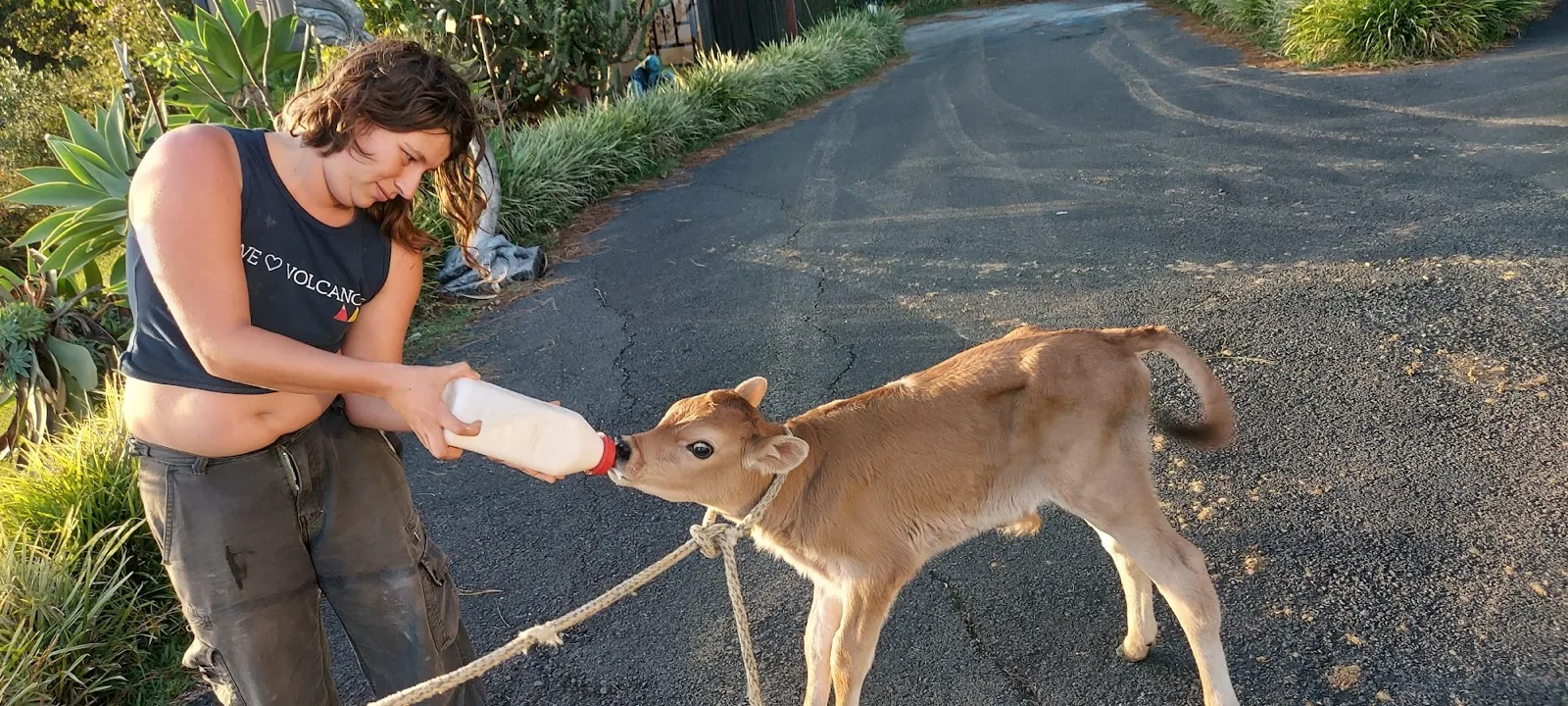 Calf being bottle-fed on the lane