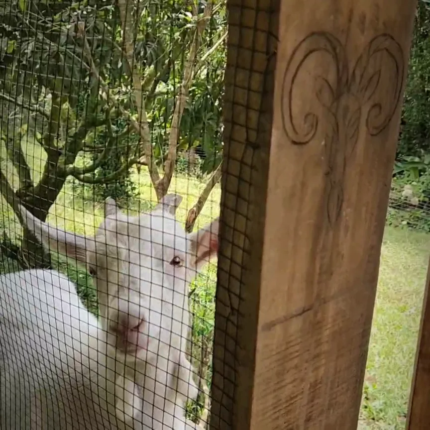 Goats at the hobby farm