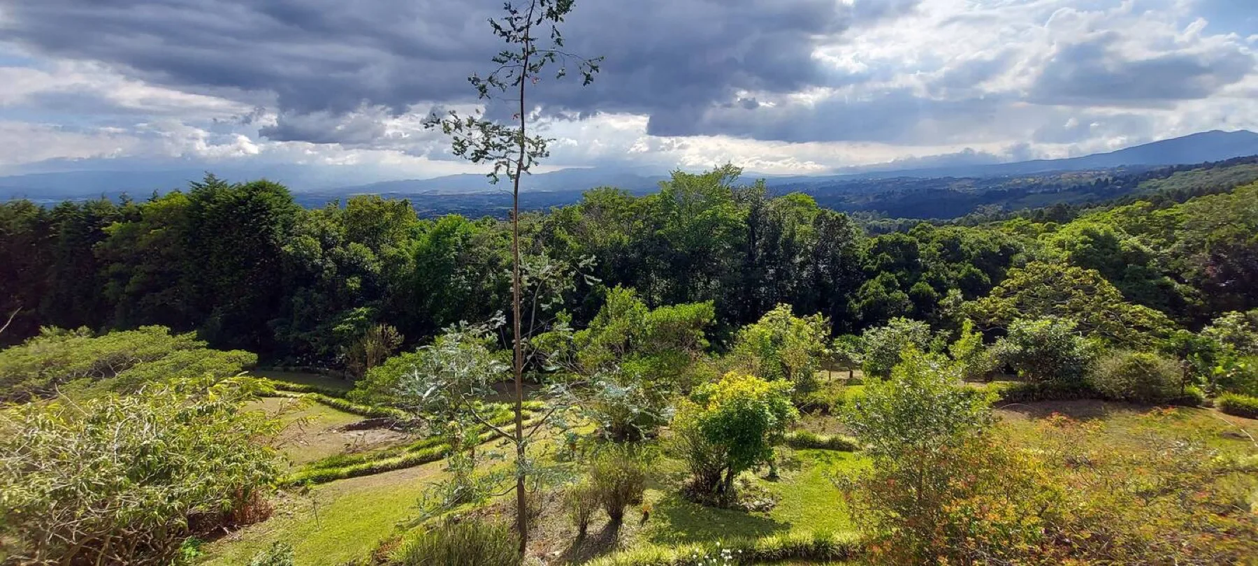 Terraced gardens and forest looking west